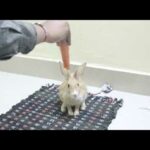 Funny Baby Bunny Rabbit Videos  Cute Rabbits Compilation