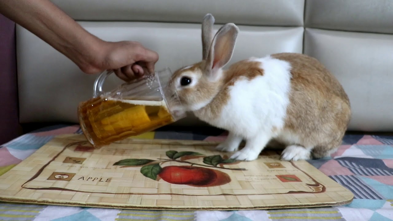 Rabbit drinking beer | Rabbit vine