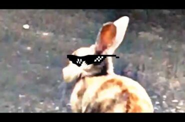 Artist lilflyboyy feeds baby rabbit 🐇