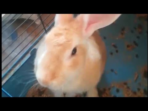 My cute Rabbits! (Part 1)