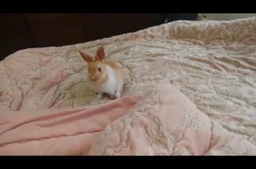 아기 토끼가 기분좋을때 하는 행동 (빙키)