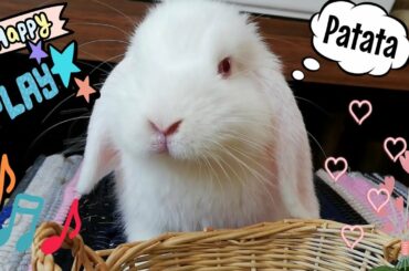 My funny BABY BUNNY,  happy CUTE RABBIT.