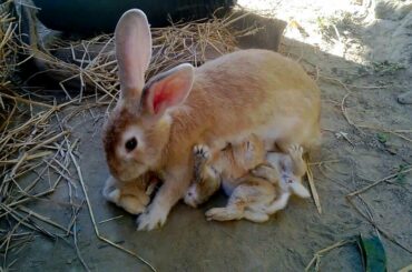 Female rabbit feeding milk to baby rabbits 2019