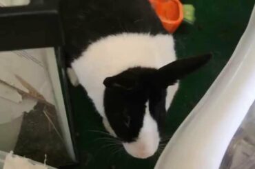 Cute Bunny Eating Raisins