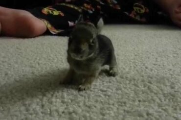 More cute baby bunny rabbit hopping around