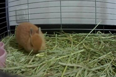 Cute Bunny eat!eat!eat!run!run!run!jump!jump!jump!!Netherland Dwarf