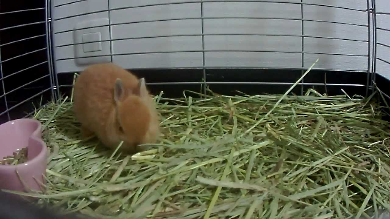 Cute Bunny eat!eat!eat!run!run!run!jump!jump!jump!!Netherland Dwarf