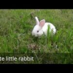 Cute and funny white little dwarf rabbit