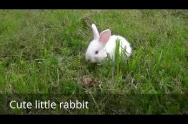 Cute and funny white little dwarf rabbit