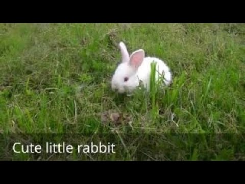 Cute and funny white little dwarf rabbit