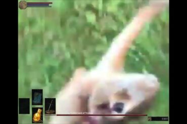 Aww, look it's a cute rabbit!