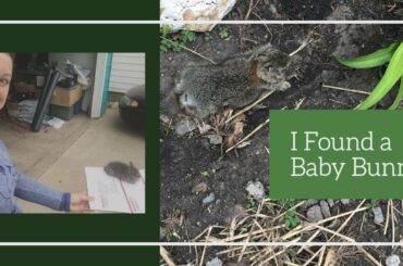 Baby Rabbit in The Garage