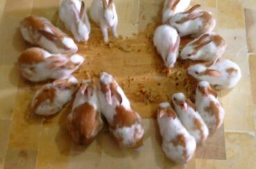 Bunch of Funny Rabbit - Group of Cute Rabbit Bunnies - Bunny Rabbit Hungry for Food