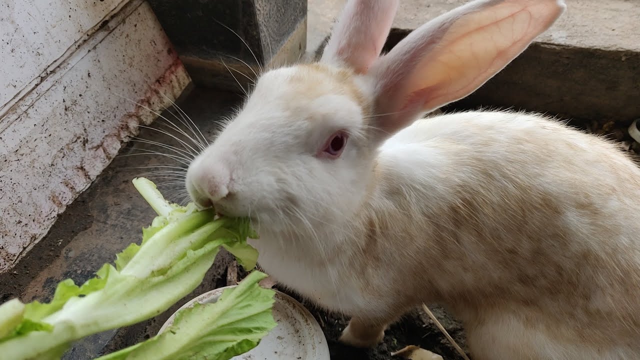 ស្គមដល់ហើយទន្សាយខ្ញុំ ឲ្យសុីរហូតហើយនិង!!  cute Rabbit