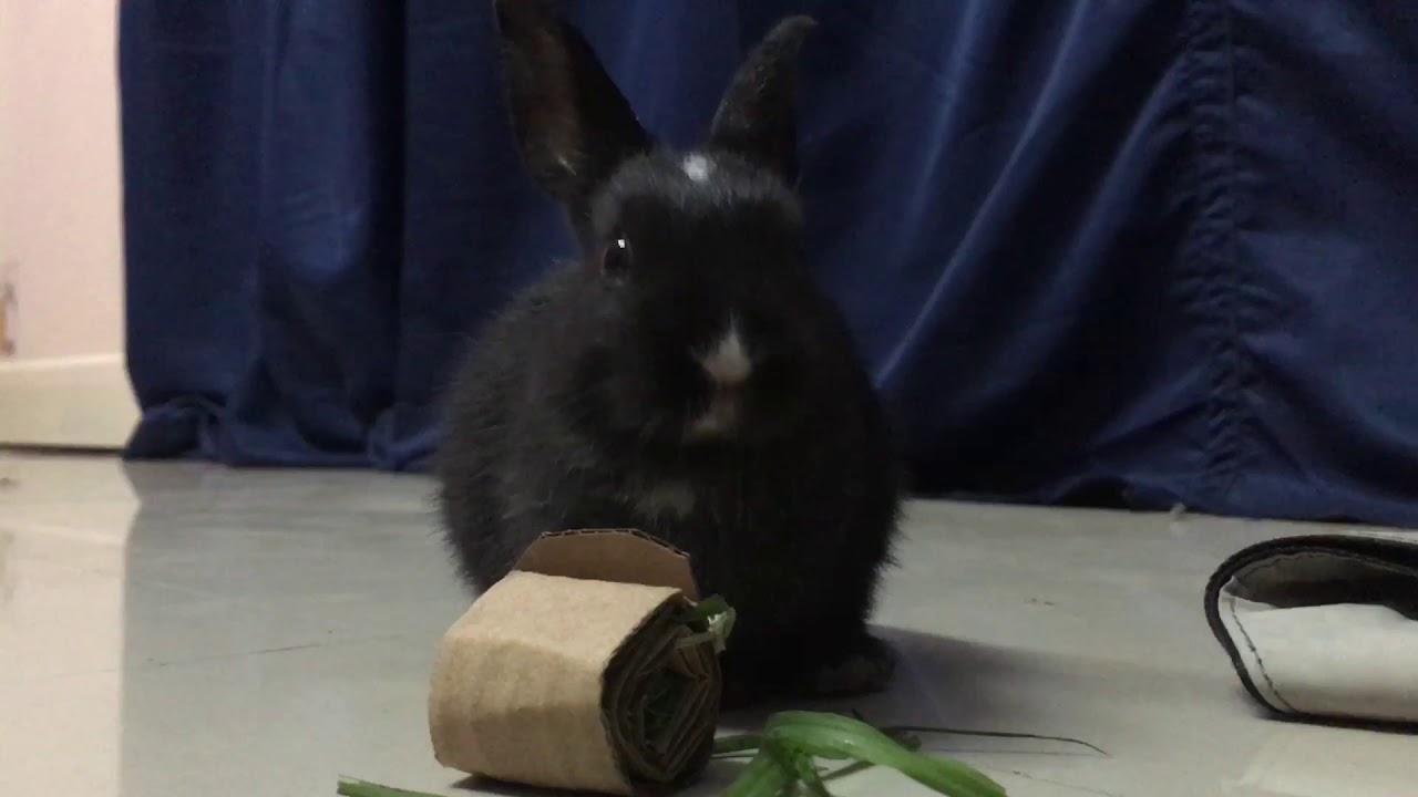 Cute bunny - Pikachu eating grass