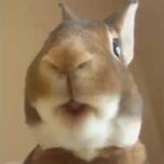 Reuben the bunny rabbit eating banana