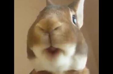 Reuben the bunny rabbit eating banana