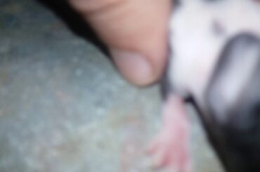 Will a mother rabbit kill her babies?