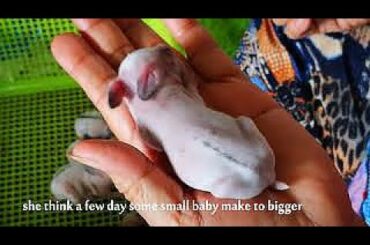 Wow! Rabbit gives birth to 8 baby bunnies/conejitos bebé/宝贝兔子 So cute