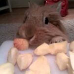 Cute rabbit stealing an apple!!