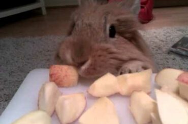 Cute rabbit stealing an apple!!