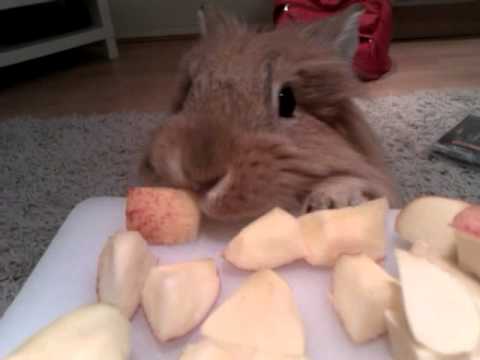 Cute rabbit stealing an apple!!