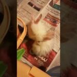 Funny baby rabbits don't know what to do