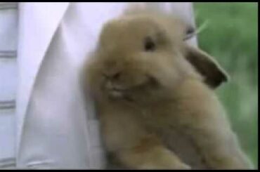 When someone calls you cute - Rabbit