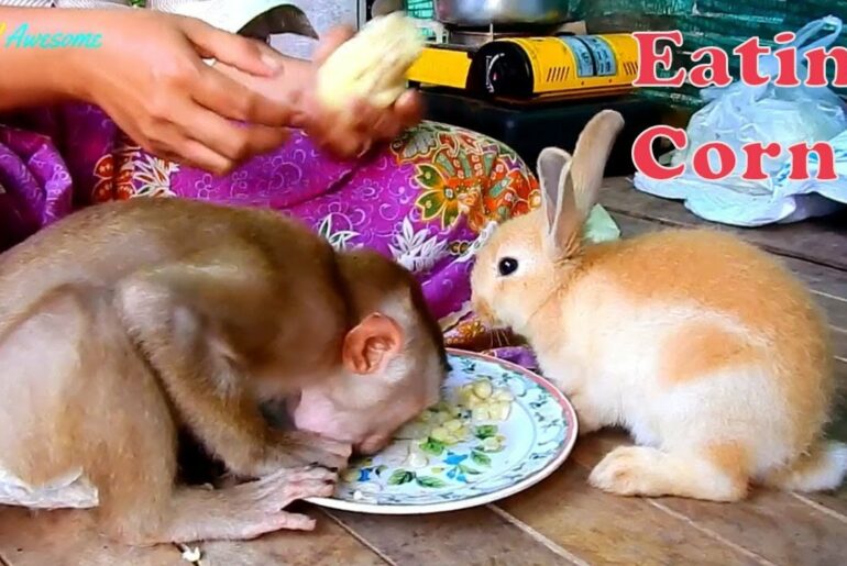 Awesome,Monkey Bob Eating Corn With Cute Rabbit