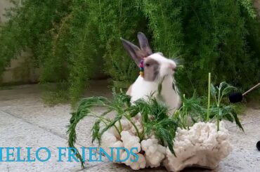 So cute Rabbit eating Dill  - ASMR Eating show - Videos for Kids