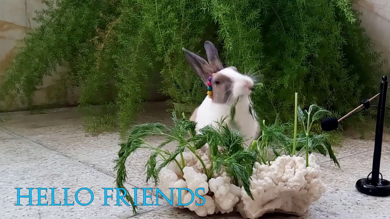 So cute Rabbit eating Dill  - ASMR Eating show - Videos for Kids