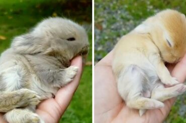 Adorable Tiny Handheld Bunnies