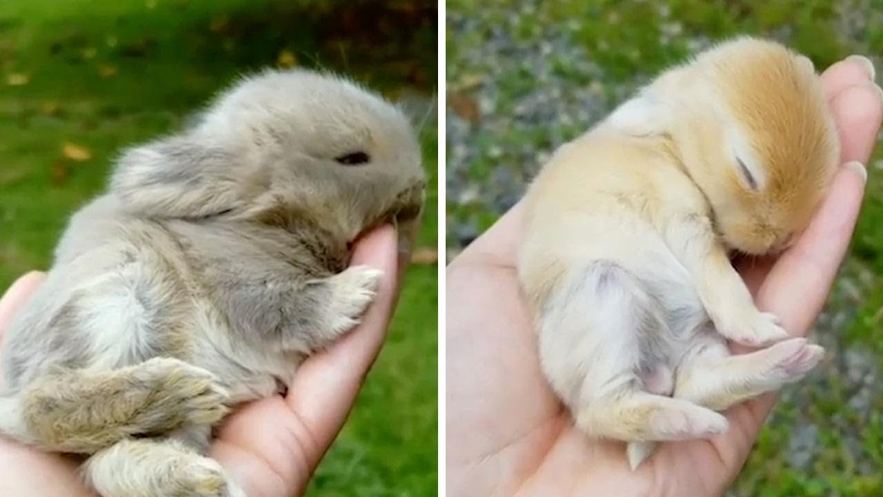 Adorable Tiny Handheld Bunnies