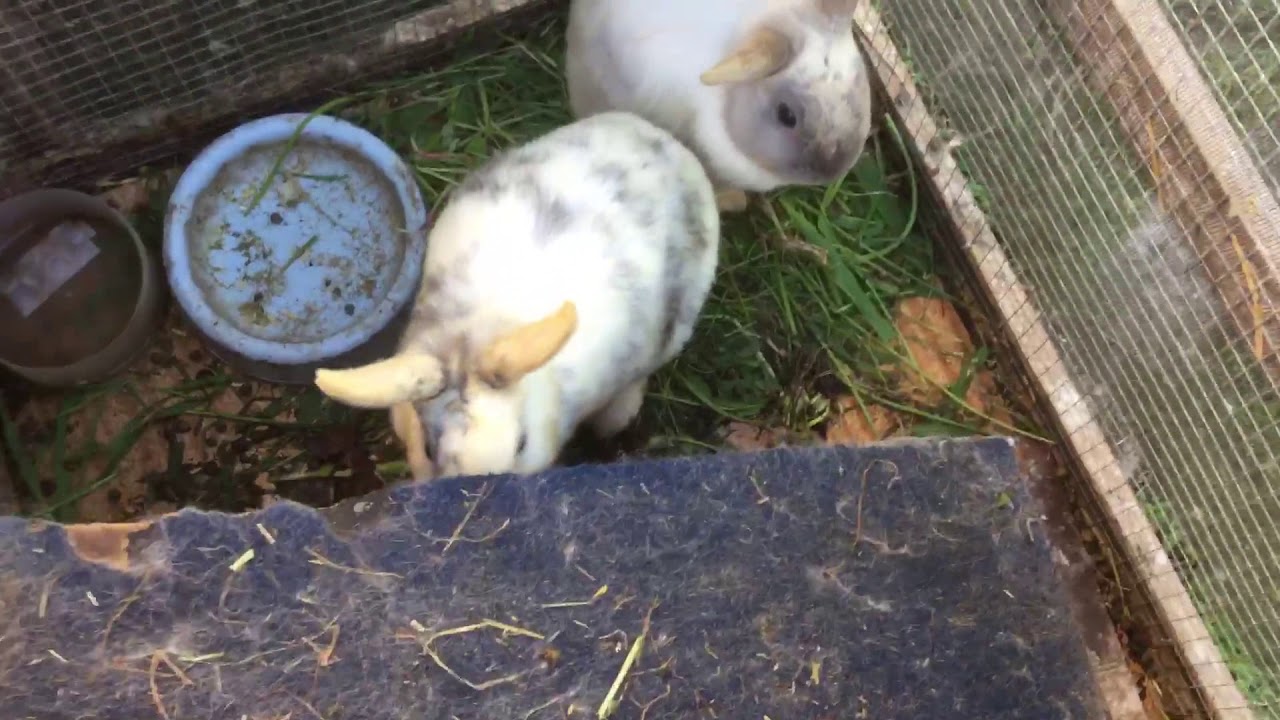 My bunny vlog part2 super cute:3 thank u for a girl in my class we came up with this idea!