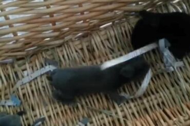 💖 5 Cute Baby Bunny Rabbits (1 week) 💖