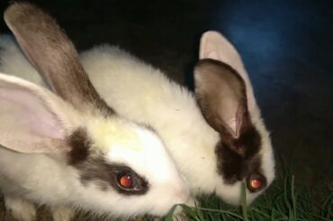 Rabbit  | baby rabbit playing