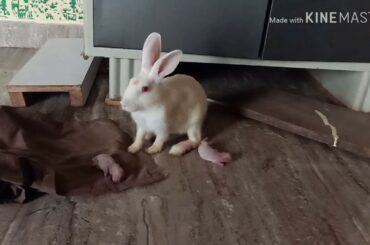 2 days old kids of rabbit 🐰🐰|| best video || must watch once || 🐹🐹