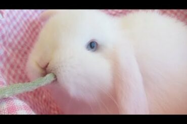 Baby White Bunny NOM NOM NOM!