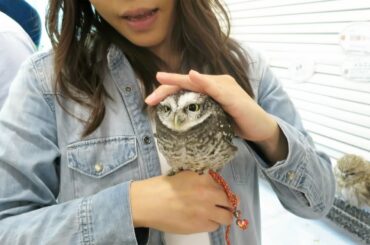 The Cutest Owl Ever, at Japan's Owl Cafe