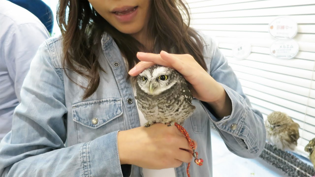 The Cutest Owl Ever, at Japan's Owl Cafe