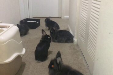 Cute Rabbit Compilation