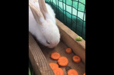Cute little rabbits video
