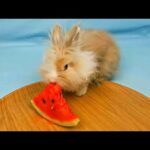 My pet rabbit eating watermelon - funny and cute compilation