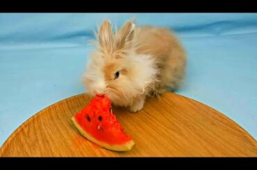 My pet rabbit eating watermelon - funny and cute compilation