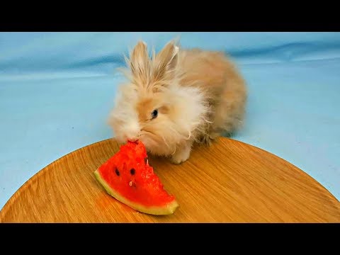My pet rabbit eating watermelon - funny and cute compilation