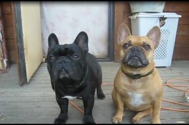 Funny And Cute French Bulldog Compilation 2016