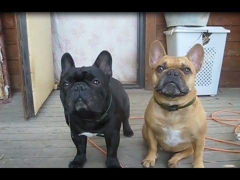 Funny And Cute French Bulldog Compilation 2016