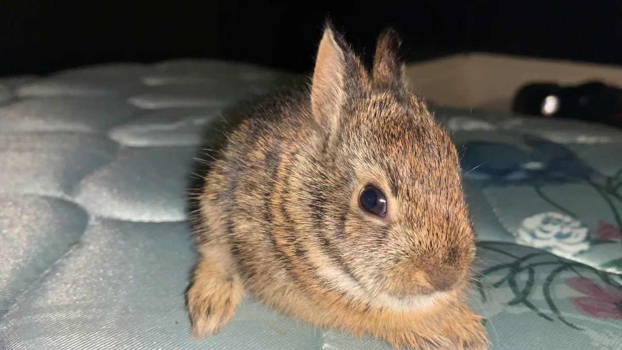 Baby Bunny SO CUTE!
