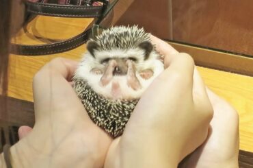 The Cutest Hedgehogs at Tokyo's Hedgehog Cafe!