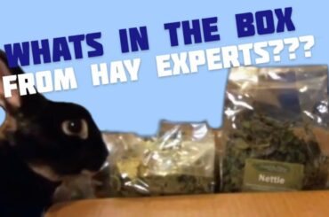 THE HAY EXPERT'S GOODIE BOX BUNNY  HAUL!😜